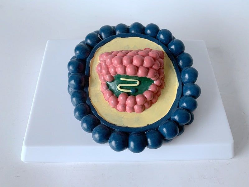 Anatomy Teaching Model Of Human Coronavirus Magnified Structure