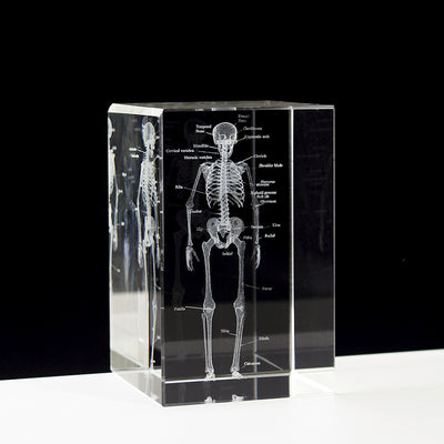 Internal Carving Human Skeleton Anatomy Teaching Model Ornaments